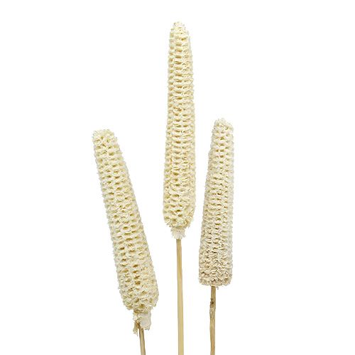 Bleached corn cobs on a stick 20pcs