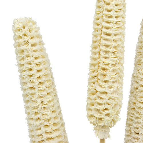Product Corn cobs bleached on stick 20 pcs