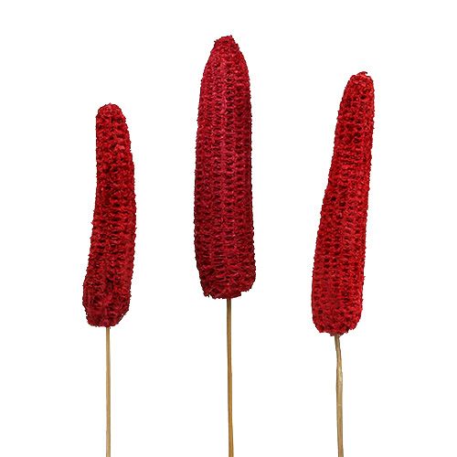 Dried corn cobs on stick Dried décor Red 10-18cm 20pcs