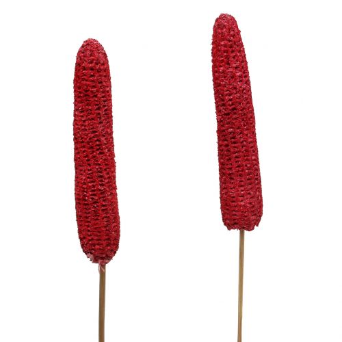 Floristik24 Corn cobs on a stick red, washed white 20pcs