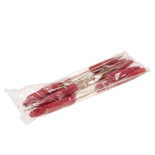 Floristik24 Dried Corn cobs on stick Décor Red White washed 20 pcs