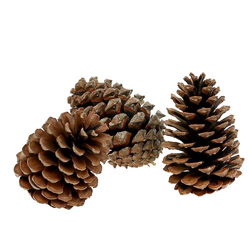 Product Maritima cones 10/14 natural 50 pieces
