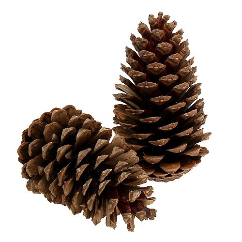 Floristik24 Maritima cones 14/18 natural 25 pcs