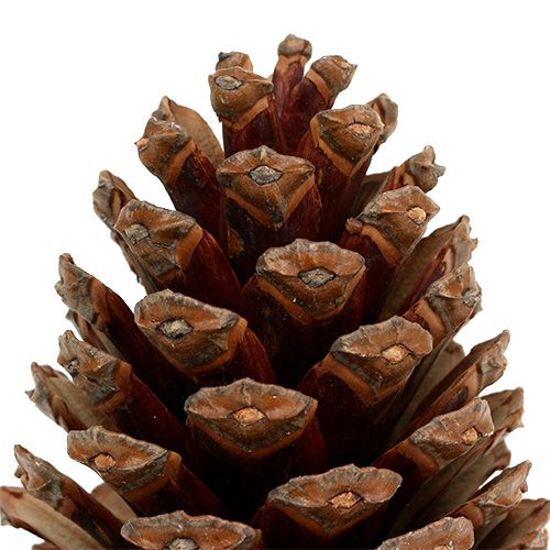 Floristik24 Maritima cones 14/18 natural 25 pcs