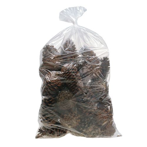 Maritima cones 14/18 natural 25 pcs | Floristik24.ie