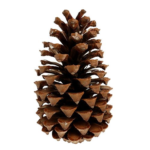 Floristik24 Maritima cones 17+ natural 25 pieces