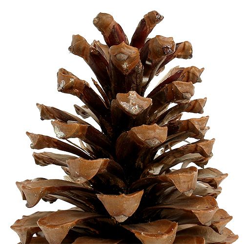 Floristik24 Maritima cones 17+ natural 25 pieces