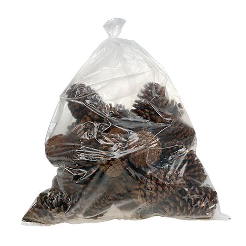 Floristik24 Maritima cones 17+ natural 25 pieces