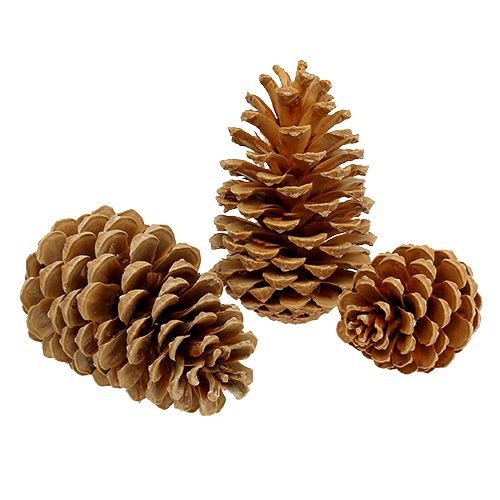 Product Maritima cones cream-vanilla mixed 5-18cm 25 pcs