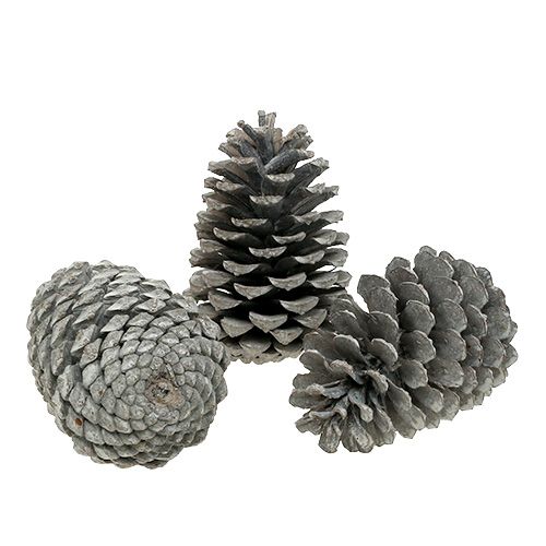 Maritima cones 10cm - 14cm white washed 25 pcs