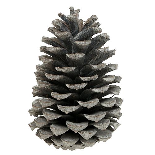 Product Maritima cones 10cm - 14cm white washed 25 pcs
