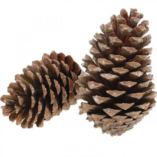 Floristik24 Maritima cones, funeral floristry, Advent decoration, natural product H12–15cm Ø6.5–10cm 50 pcs
