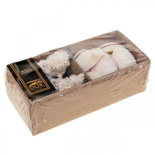 Floristik24 Maritime Decoration Shells Snail Shells Streudeko 600g