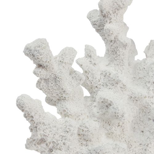 Floristik24 Maritime decoration coral polyresin white 18.5×26cm