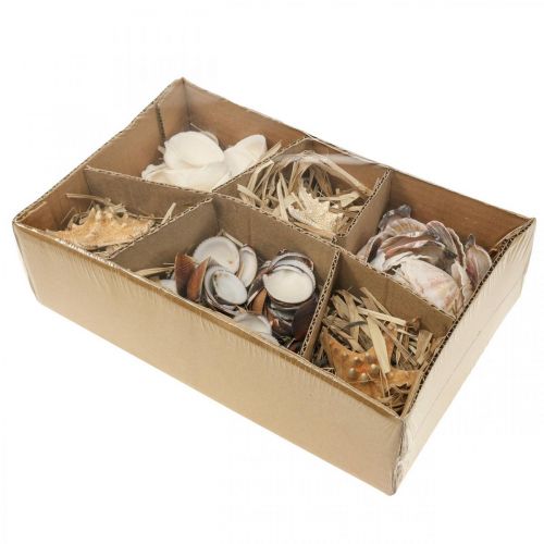 Floristik24 Maritime decoration shells starfish handicraft material sprinkles