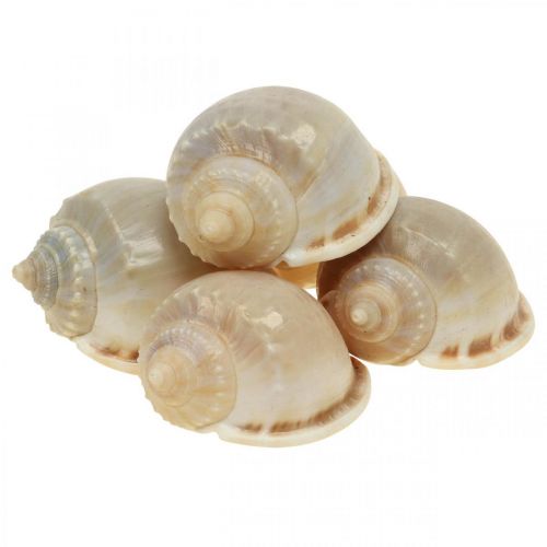 Floristik24 Maritime decoration snail shells sea snails 4-8cm 10 pcs