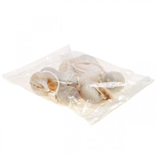 Floristik24 Maritime decoration snail shells sea snails 4-8cm 10 pcs