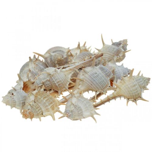Floristik24 Maritime decoration snail shells spiny snail 3-6cm 1kg