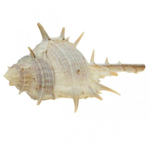 Product Maritime decoration snail shells spiny snail 3-6cm 1kg
