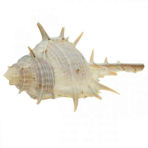 Floristik24 Maritime decoration snail shells spiny snail 3-6cm 1kg