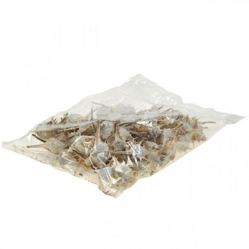 Floristik24 Maritime decoration snail shells spiny snail 3-6cm 1kg