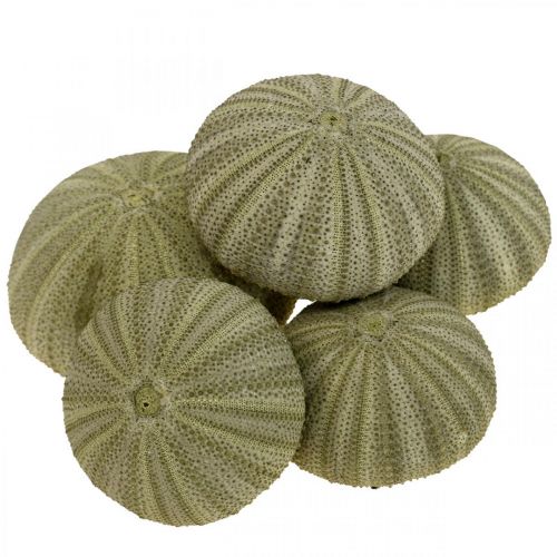 Floristik24 Maritime Decoration Sea Urchin Decoration Green Summer Decoration Ø5-6cm 17 pcs