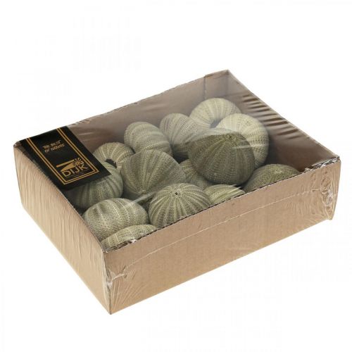 Floristik24 Maritime Decoration Sea Urchin Decoration Green Summer Decoration Ø5-6cm 17 pcs