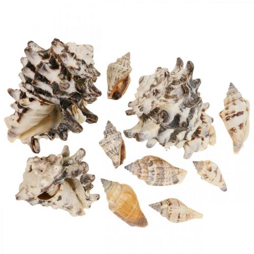 Maritime Deco Snail Shells Deco Sea Snail 400g