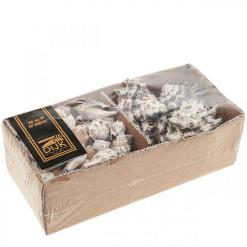 Floristik24 Maritime Deco Snail Shells Deco Sea Snail 400g