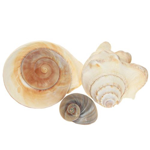Product Sea snail shell, maritime natural, 400g