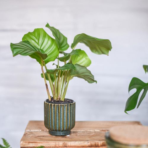 Floristik24 Mini flower pot, ceramic planter, corrugated planter green, brown Ø8cm H8.5cm