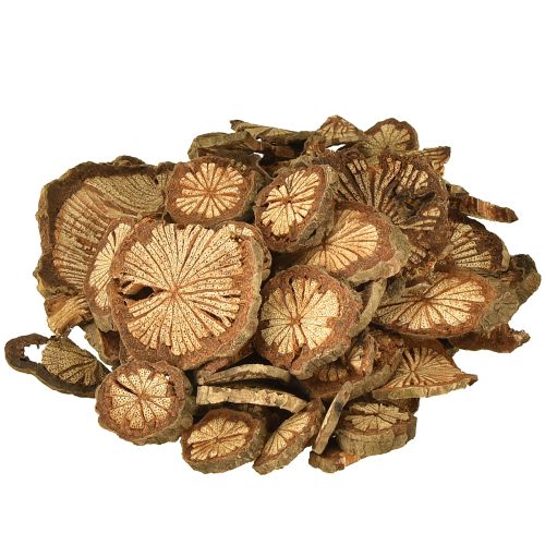 Floristik24 Mini wooden discs betel nut decoration with grain 1-4.5cm 300g