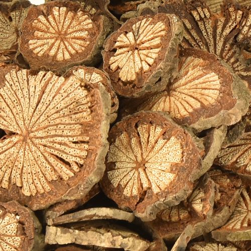 Floristik24 Mini wooden discs betel nut decoration with grain 1-4.5cm 300g