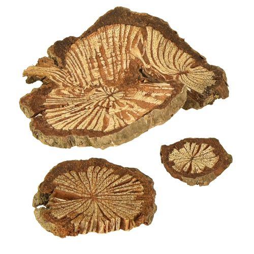 Floristik24 Mini wooden discs betel nut decoration with grain 1-4.5cm 300g
