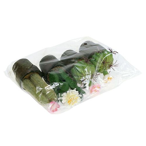 Floristik24 Mini cactus with flowers H9-12cm 4pcs