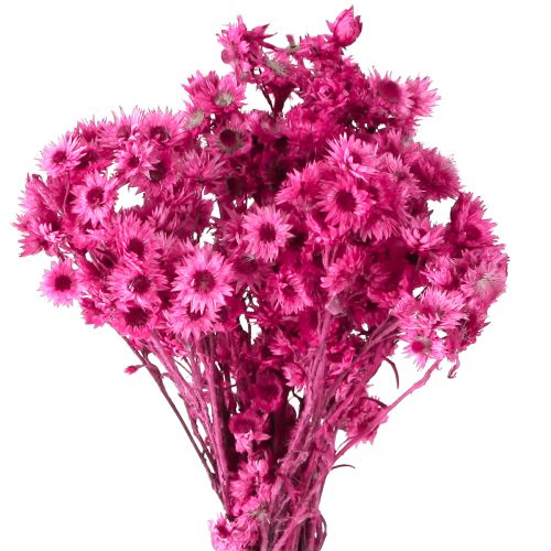 Mini Straw Flower Pink Dried Flower Rock Flower H20cm 15g