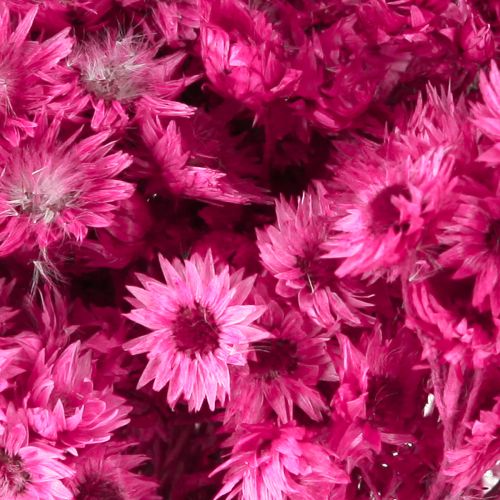 Product Mini Straw Flower Pink Dried Flower Rock Flower H20cm 15g