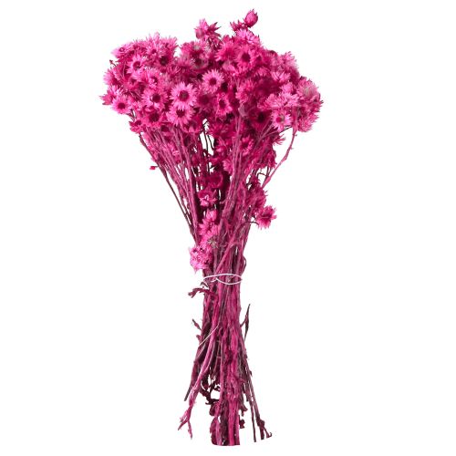 Product Mini Straw Flower Pink Dried Flower Rock Flower H20cm 15g