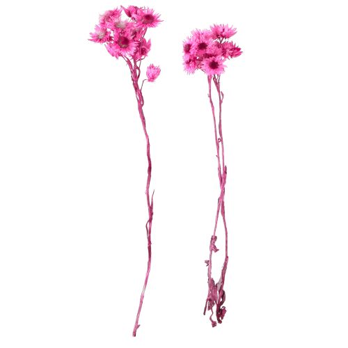 Product Mini Straw Flower Pink Dried Flower Rock Flower H20cm 15g