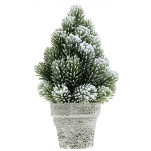 Floristik24 Mini Christmas tree in a pot artificially snowed Ø14cm H24cm
