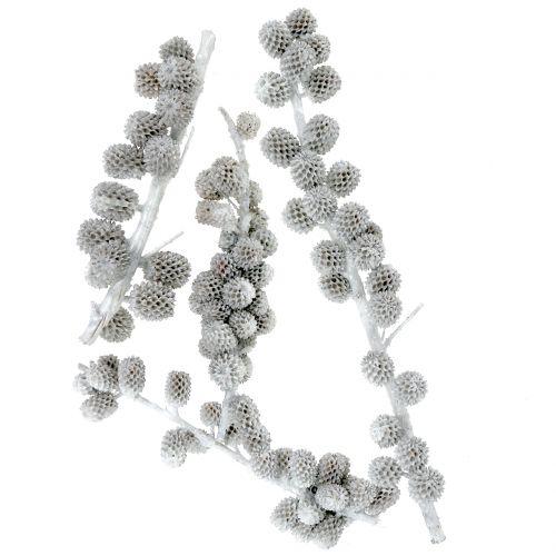 Floristik24 Casuarina cones on the branch white-gray waxed 250g