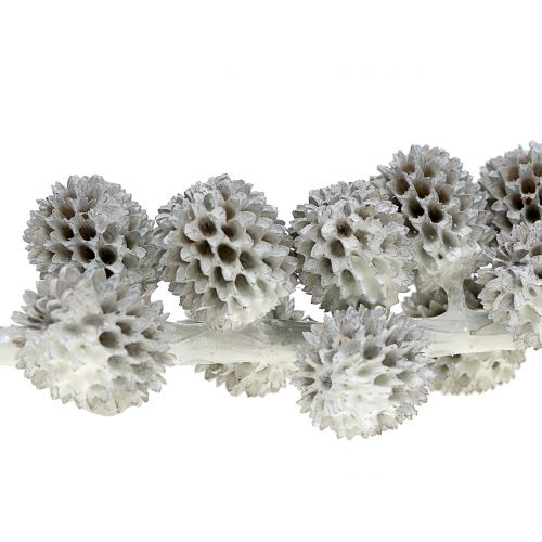 Floristik24 Casuarina cones on the branch white-gray waxed 250g