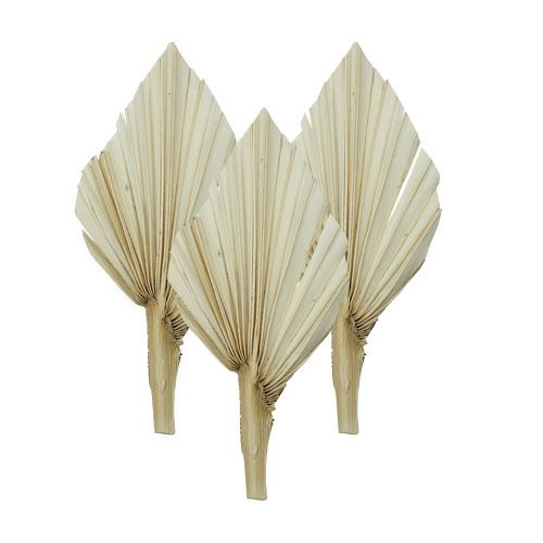 Floristik24 Palm spear mini short bleached 50 pcs