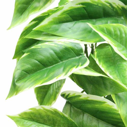 Floristik24 White-edged Funkie artificial green, white 100cm