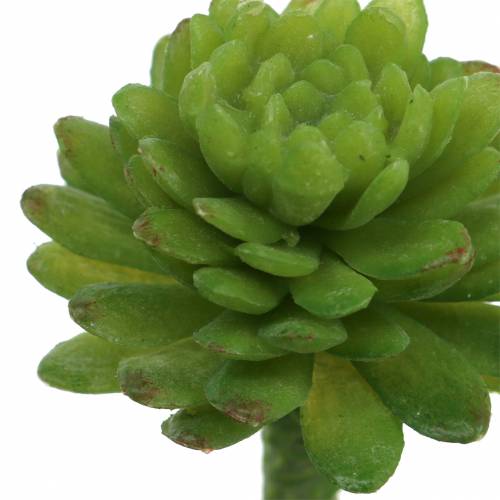 Floristik24 Mini - succulent 6.5cm 6pcs