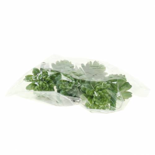 Floristik24 Mini - succulent 6.5cm 6pcs