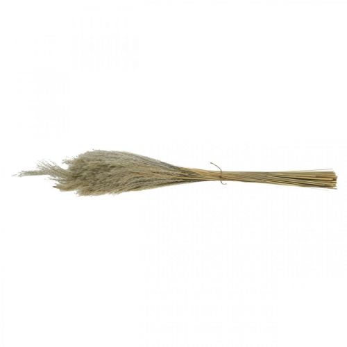 Floristik24 Dry grass Miscanthus 55-75cm feather grass natural 100 pcs