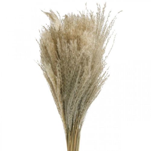 Floristik24 Dry grass Miscanthus 55-75cm feather grass natural 100 pcs