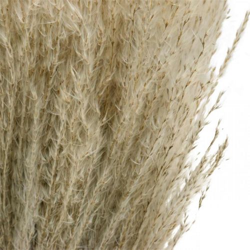 Floristik24 Dry grass Miscanthus 55-75cm feather grass natural 100 pcs