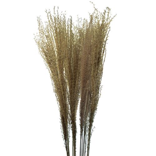 Miscanthus Chinese silver grass decorative dried grass 75cm 10 pcs
